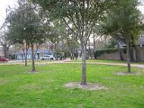 Glenmore Forest park 8000 Wingo Houston, Texas 77055 (13).JPG